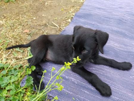 Imagen La Diputación de Segovia facilita la adopción de los perros rescatados en la antigua estación de ferrocarril de Turrubuelo